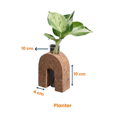 Cork Test Tube Planter